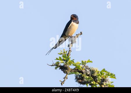 Schwalbe oben auf einem mit Flechten bedeckten Baum auf Dartmoor Stockfoto