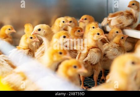 ISA-braune Eintagsküken im Käfigzuchtsystem. Stockfoto