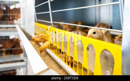 ISA-braune Eintagsküken im Käfigzuchtsystem. Stockfoto