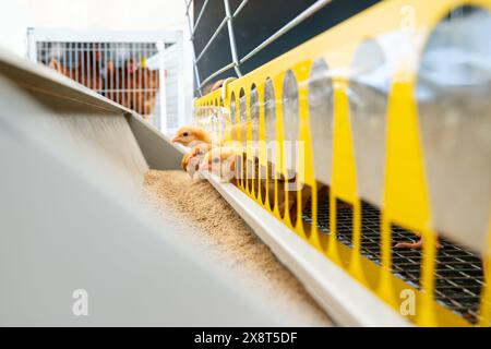 ISA-braune Eintagsküken im Käfigzuchtsystem. Stockfoto