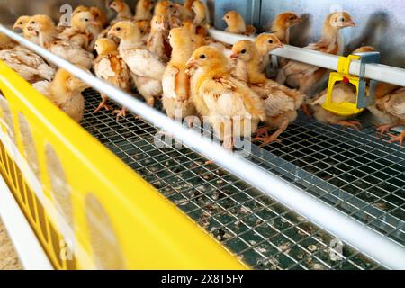 ISA-braune Eintagsküken im Käfigzuchtsystem. Stockfoto