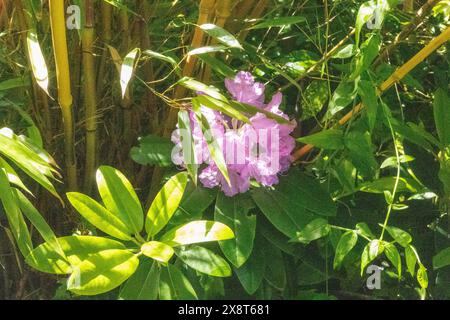 Rhododendron „Roseum Elegans“ Gartenpflanze. Stockfoto