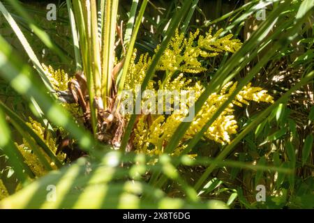 Trachycarpus Fortunei Palme. Hardy Palm Tree, der in Großbritannien angebaut werden kann Stockfoto