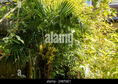 Trachycarpus Fortunei Palme. Hardy Palm Tree, der in Großbritannien angebaut werden kann Stockfoto