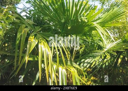 Trachycarpus Fortunei Palme. Hardy Palm Tree, der in Großbritannien angebaut werden kann Stockfoto