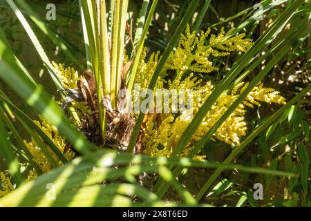 Trachycarpus Fortunei Palme. Hardy Palm Tree, der in Großbritannien angebaut werden kann Stockfoto