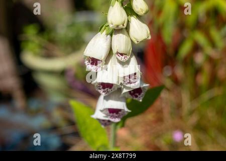 Fingerhut Digitalis Dalmatiner Weiß Stockfoto