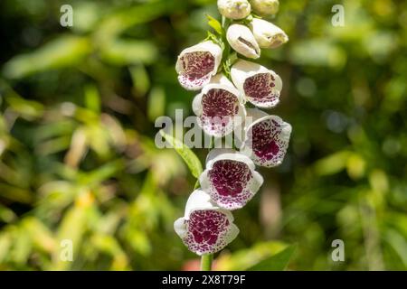 Fingerhut Digitalis Dalmatiner Weiß Stockfoto