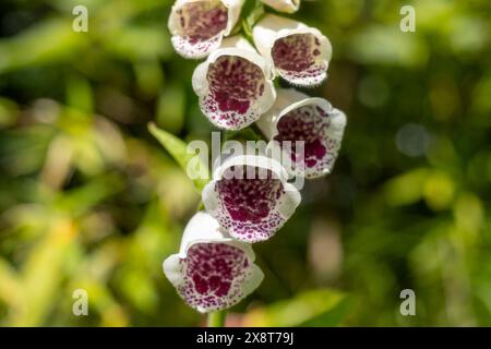 Fingerhut Digitalis Dalmatiner Weiß Stockfoto