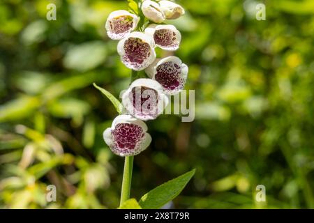 Fingerhut Digitalis Dalmatiner Weiß Stockfoto