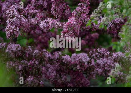 Hintergrund der violetten Blüte. Ein blühender Zweig eines Malus sargentii, der Sargent Crabapple oder Sargent's Apfel. Violette Blüte von Paradies Apfel oder cr Stockfoto