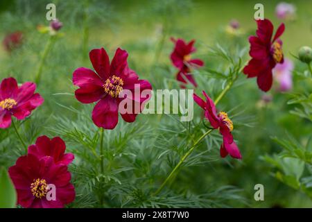 Steppe Pfingstrose oder Farnblatt Pfingstrose Hintergrund. Nahaufnahme der feinblättrigen Pfingstrose (Paeonia tenuifolia L.) auf natürlichem, verschwommenem grünem Hintergrund. Roter Flowe Stockfoto