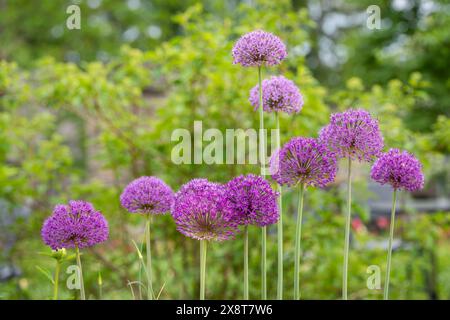 Lila allium-Blüten wachsen in einem Garten. Riesige Zwiebelblume (Allium giganteum) im Garten. Stockfoto