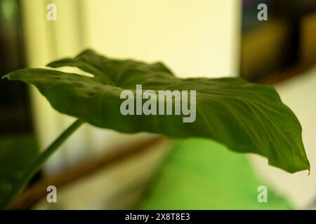 Kolokasienpflanze für Haus oder Garten. Elefantenohren Stockfoto