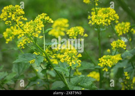 Gelbe Blütenstände der Weißsenfpflanze (Sinapis alba). Stockfoto