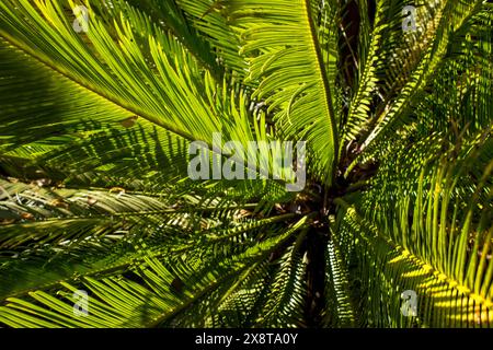 Rosette aus grünem Licht und Schatten an der Krone der Sago Palm (Cycas revolute) Stockfoto