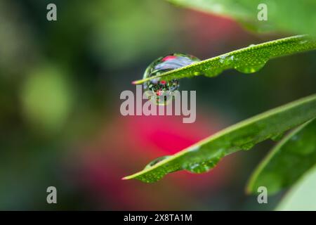 Wassertropfen, die die scharlachfarbenen Blüten eines Flaschenbürstenbaums reflektieren. Stockfoto