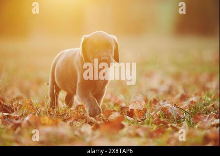 Labrador Retriever Puppie auf einer Wiese im Herbst, Deutschland Stockfoto