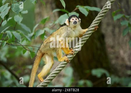 Nahaufnahme eines gewöhnlichen Eichhörnchenaffen (Saimiri sciureus) im Spätsommer in Gefangenschaft Stockfoto