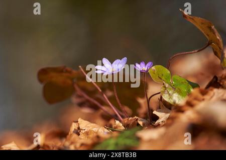 Gemeinsame hepatica (Anemone hepatica) Blüten im Wald, Bayern, Deutschland Stockfoto