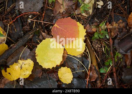 Laub von Aspen (Populus tremula) im Herbst, Bayern, Deutschland Stockfoto