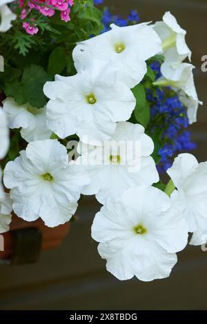 Nahaufnahme der Blüten von Petunia (Petunia x hybrida) in einem Garten im Spätsommer, Bayern, Deutschland Stockfoto