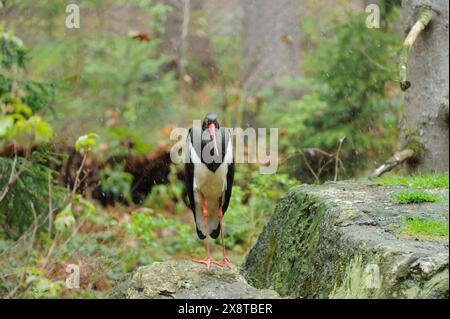 Schwarzstorch (Ciconia nigra) in einem Wald im Frühjahr, gefangen Stockfoto