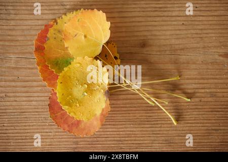 Gewöhnliche Aspenblätter (Populus tremula) liegen im Spätsommer auf einem Holzbrett, Bayern, Deutschland Stockfoto