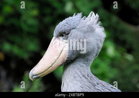 Shoebill (Balaeniceps rex), Abu Markub, Porträt im Gras, Captive, Vogelpark, Weltvogelpark Walsrode, Niedersachsen, Deutschland, Europa, Ein Schuhpanzer Stockfoto