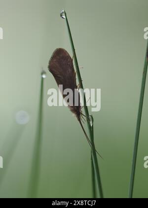 Schmetterling auf einem Grasblatt mit Tautropfen, Nahaufnahme mit Fokusstapel, bei Ratten, Steiermark, Österreich Stockfoto