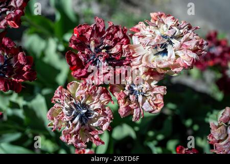 Nahaufnahme von welkenden bunten Tulpen im Garten, verblassten Blumen mit trockenen Blütenblättern Stockfoto