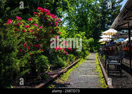 Lambertville, NJ, USA - 24.05.2024: Malerische verlassene Eisenbahn mit Rosen im Lambertville Station Restaurant Stockfoto