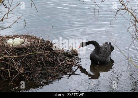 Schwarzer Schwan (Cygnus atratus) mit Küken und Eiern im Nest, Nordrhein-Westfalen, Deutschland Stockfoto