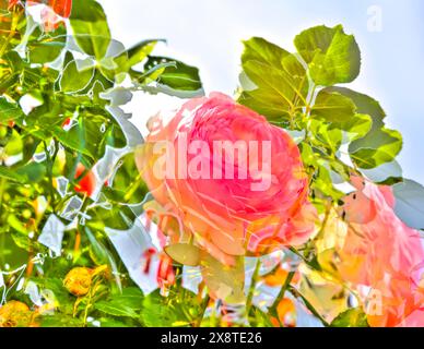 Ölgemälde, Rose (rosa), rosa Blüten, zartes Rosa, duftend, hell, romantisch, Grußkartenmotiv, Blumenmotiv, Blumen kreativ, künstlerisch Stockfoto
