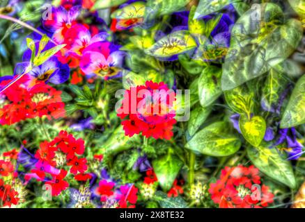 Ölgemälde, verschiedene helle Blumen, rote und lila Blumen kreativ, Violett (Viola), Stiefmütterchen, flammender Katzenschwanz (Kalanchoe blossfeldiana) Stockfoto