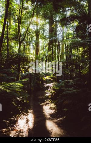Wanderweg im Mammutwald in Rotorua, Neuseeland Stockfoto