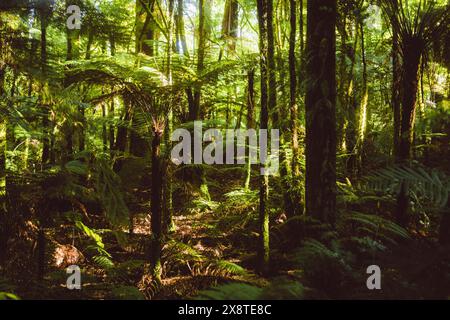 Wanderweg im Mammutwald in Rotorua, Neuseeland Stockfoto