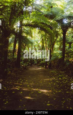 Wanderweg im Mammutwald in Rotorua, Neuseeland Stockfoto