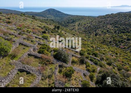 Lavendelfelder vor der Blüte und typische Steinmauern, Brusje, Insel Hvar, Dalmatien, Kroatien Stockfoto