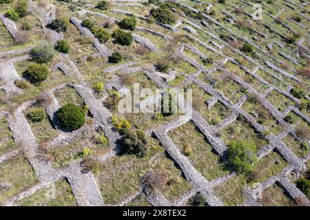 Lavendelfelder vor der Blüte und typische Steinmauern, Brusje, Insel Hvar, Dalmatien, Kroatien Stockfoto