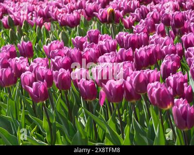 Violette Tulpen blühen im Frühling auf einem Blumenfeld, blühende Tulpen in vielen Farben, amsterdam, niederlande Stockfoto