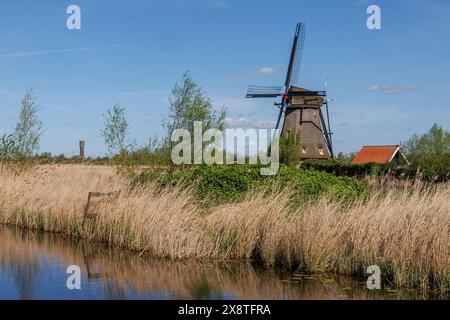 Eine Windmühle hinter einer dichten Schilfweide am Flussufer, an einem sonnigen Tag mit klarem Himmel, historische Windmühlen auf einem Fluss vor blauem Himmel Stockfoto