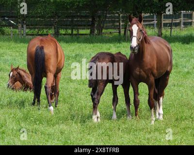 Mehrere Pferde, darunter ein Fohlen, stehen und grasen auf einer grünen Wiese, schöne Pferde auf einem Paddock mit grünem Gras in Münsterland, equus, Borken Stockfoto