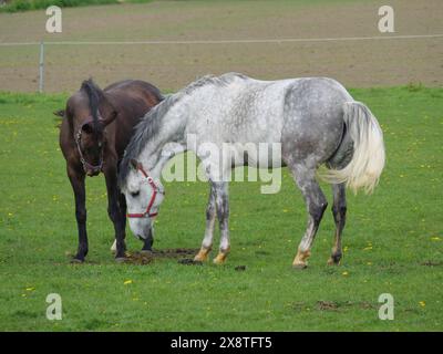 Nahaufnahme von zwei Pferden, eines braunen und das andere graue, die auf einer grünen Wiese weiden, Pferde mit ihren Fohlen auf einer grünen Weide in Münsterland, equus Stockfoto