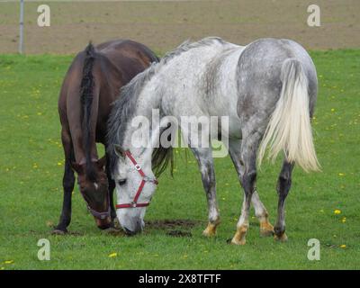 Zwei Pferde, ein braunes und ein weißes, weiden zusammen auf einer grünen Wiese, weiße Kühe und Kälber auf einer grünen Wiese im Münsterland, borken, Deutschland Stockfoto