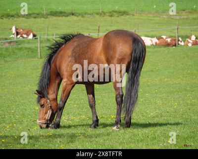 Ein einzelnes Pferd weidet auf einer Wiese, im Hintergrund liegen Kühe auf dem Gras, Pferde mit ihren Fohlen auf einer grünen Weide im Münsterland, equus Stockfoto