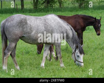 Ein weißgraues Pferd und ein braunes Fohlen grasen nebeneinander auf einer Wiese, schöne Pferde auf einem Koppel mit grünem Gras in Münsterland, equus Stockfoto