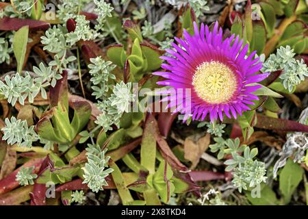 Nahaufnahme einer leuchtenden violetten Carpobrotus acinaciformis-Blüte inmitten grüner und roter Küsten-Blätter. Die detaillierte Ansicht unterstreicht die Schönheit und Resili Stockfoto