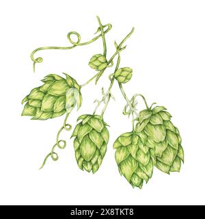Wasserfarben-Illustration der Hopfenkegel-Zweige. Grüne humulus lupulus-Rebe für Oktoberfest, St. Patrick's Day Feiern, Bierbrauerei. Hopfenpflanzen-Clipart für Brauereidesign, Bieretikett, Menü Stockfoto