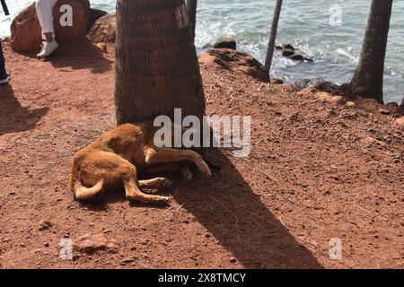 Ein Hund, der in der Nähe einer Kokospalme schläft. Der Coconut Tree Hill liegt auf einem üppigen Hügel mit Blick auf das azurblaue Wasser der Mirissa Bay und ist ein atemberaubend schöner Ort, der Panoramablicke und unvergessliche Momente verspricht. Von dem Moment an, an dem Sie dieses berühmte Wahrzeichen betreten, werden Sie mit einem Gefühl von Ehrfurcht und Staunen begrüßt, das Sie lange nach Ihrer Abreise begleitet. Mirissa, Sri Lanka. Stockfoto